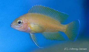 Variabilichromis moorii - ungfisk