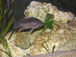 V. Moori