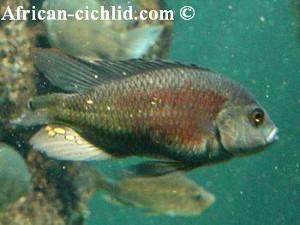 Macropleurodus bicolor 2