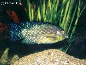 Oreochromis leucostictus han