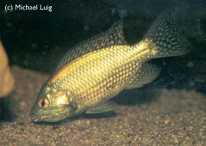 Oreochromis leucostictus hun