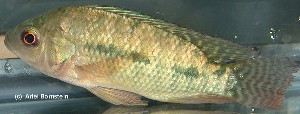 niloticus