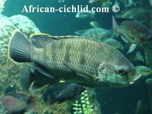 Oreochromis variabilis 2
