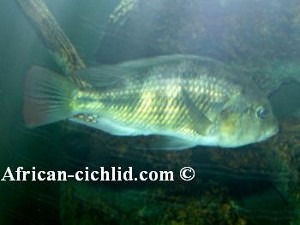 Paralabidochromis plagiodon 2