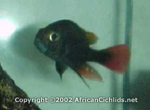 dichrourus 3