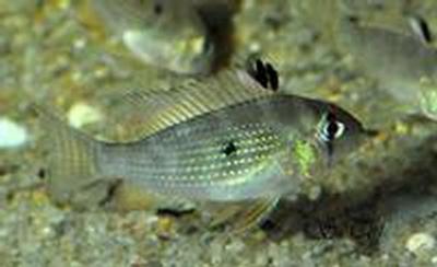 ungfisk af Acarichthys heckel