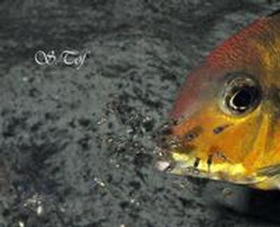 Geophagus Tapajos Orange