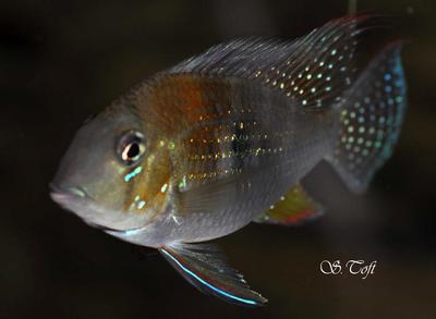 Acarichtys heckelii