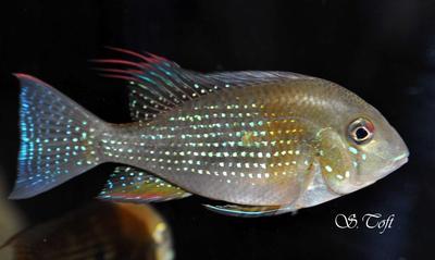Acarichtys heckelii