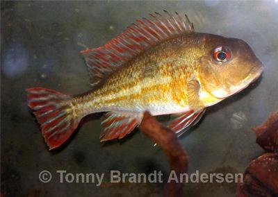 Geophagus proximus
