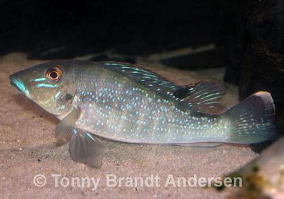Retroculus lapidifer