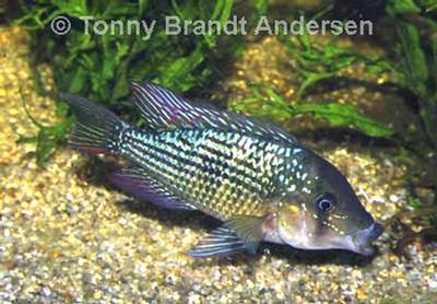 Gymnogeophagus rhabdotus