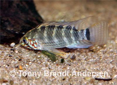 Apistogramma paulmuelleri, han.