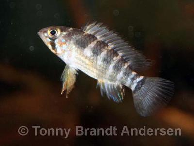 Apistogramma paulmuelleri, hun.