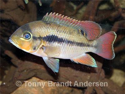 Heterochromis multidens