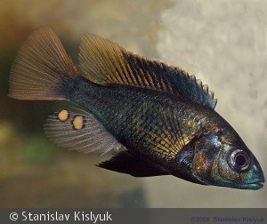 Xystichromis nuchisquamulatus han