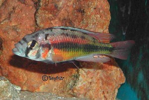 phytophagus_Han