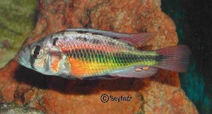 phytophagus_Han2