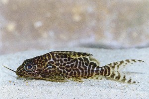 Ungfisk, Synodontis