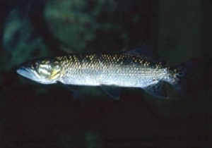 (c) Johnny Jensen - Akvariefoto.dk