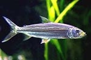 Ungfisk. (c) Johnny Jensen - Akvariefoto.dk