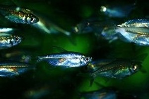 (c) Johnny Jensen - Akvariefoto.dk