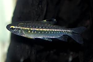 (c) Johnny Jensen - Akvariefoto.dk