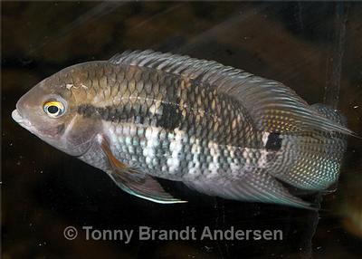 Cichlasoma amazonarum.