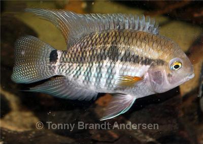 Cichlasoma amazonarum.