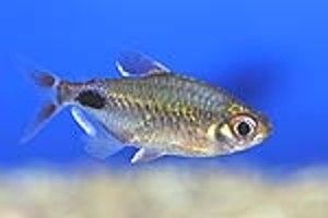 (c) Johnny Jensen - Akvariefoto.dk