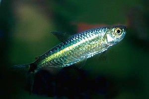 (c) Johnny Jensen - Akvariefoto.dk