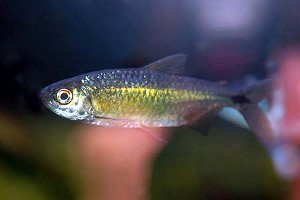 (c) Johnny Jensen - Akvariefoto.dk