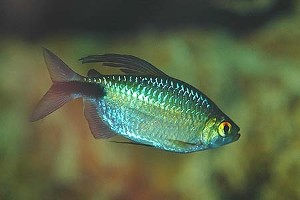 (c) Johnny Jensen - Akvariefoto.dk