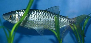 (c) Johnny Jensen - Akvariefoto.dk