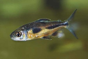 (c) Johnny Jensen - Akvariefoto.dk