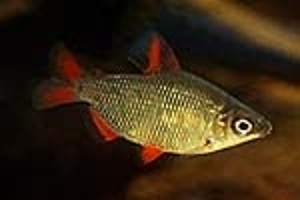 Ungfisk. (c) Johnny Jensen - Akvariefoto.dk