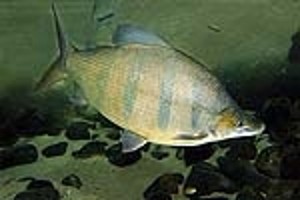 Voksen fisk  (c) Johnny Jensen - Akvariefoto.dk