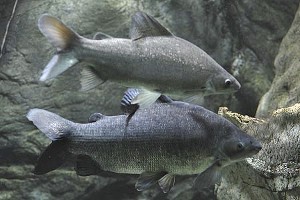 (c) Johnny Jensen - Akvariefoto.dk