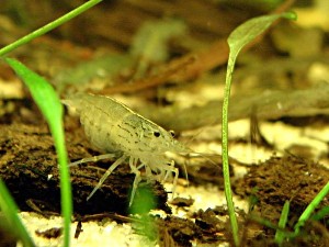 Caridina multidentata