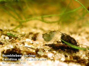 Paracaridina meridionalis