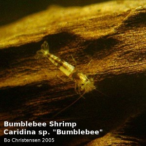 Paracaridina meridionalis