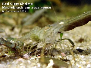 Macrobrachium cf. assamense hun med æg.
