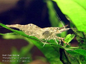 Macrobrachium cf. assamense.