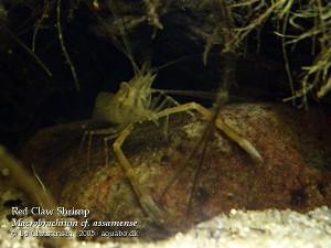 Macrobrachium cf. assamense dominerende han.