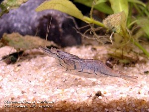 Macrobrachium cf. lanchesteri. Denne rejes horn/snabel (rostrum) er knækket.