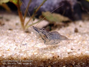 Macrobrachium cf. lanchesteri. Denne rejes horn/snabel (rostrum) er knækket.