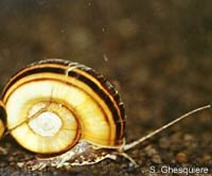 (c) Stijn Ghesquiere - www.applesnail.net
