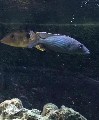 Stigmatochromis woodi -Han