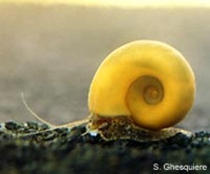 (c) Stijn Ghesquiere - www.applesnail.net