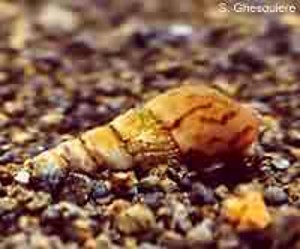 (c) Stijn Ghesquiere - www.applesnail.net